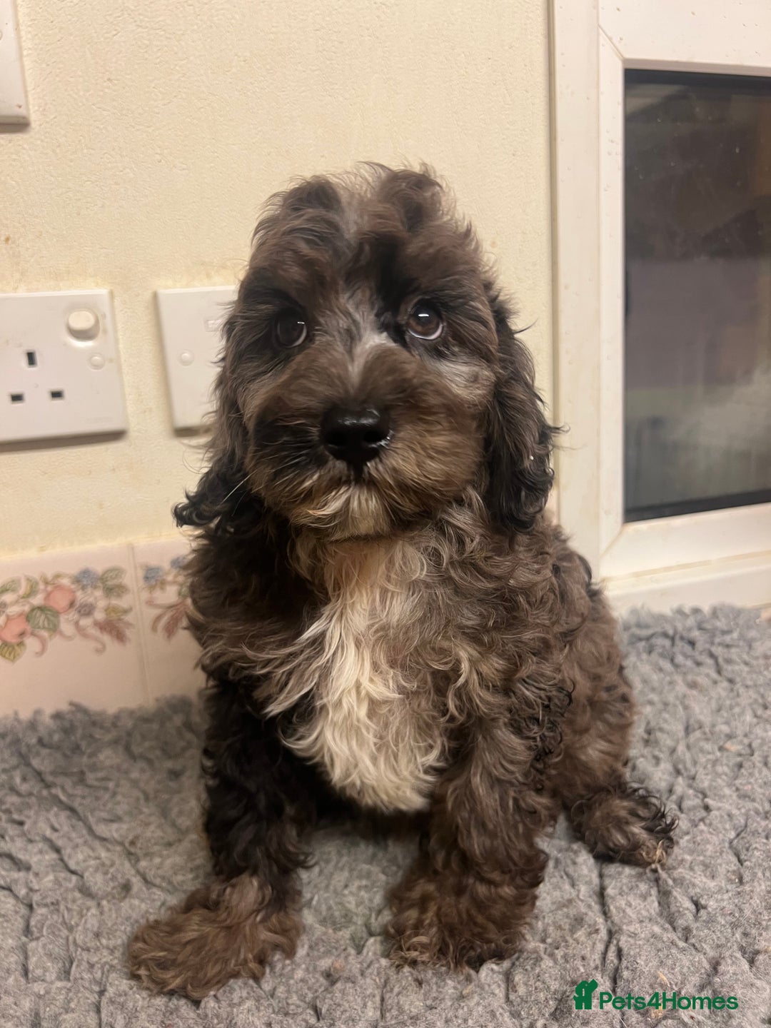 Cockapoo dogs for sale: Gorgeous F2b show type Cockapoo babies blue merles - Image 2