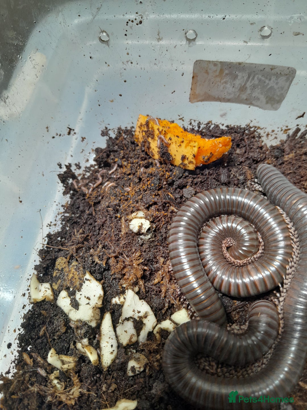 Spiders invertebrates for sale: Tarantulas for sale - Advert 1