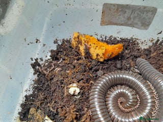 Spiders invertebrates Tarantulas for sale - Advert 1