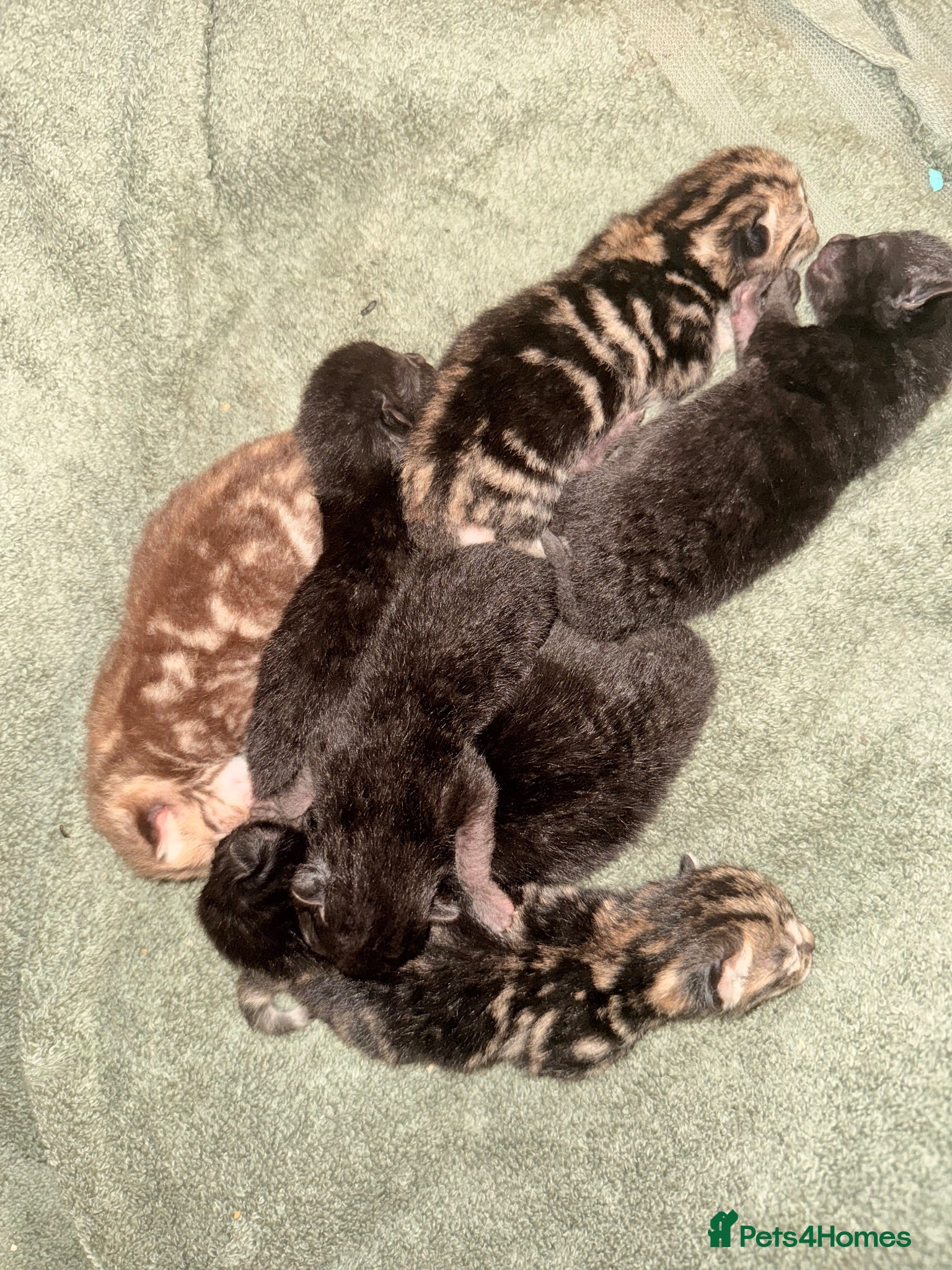 Mixed Breed cats Kittens available in 8 weeks  - Advert 4