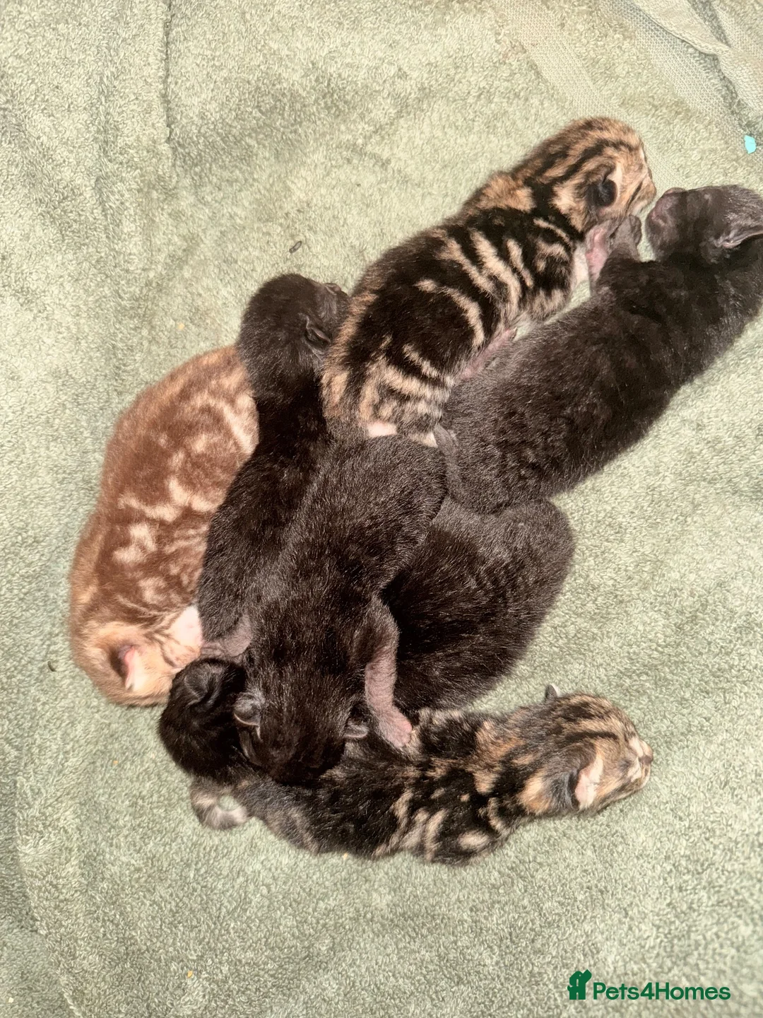 Mixed Breed cats for sale: Kittens available in 8 weeks  in Stalybridge - Advert 1