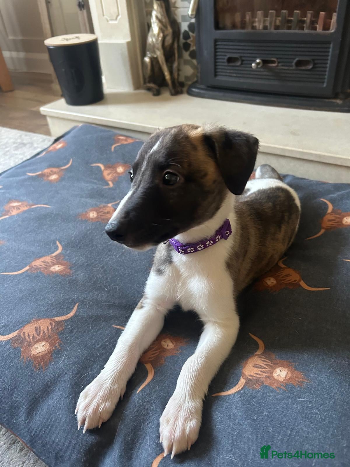 Whippet dogs One stunning pedigree whippet boy left  - Advert 2