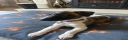Whippet dogs for sale: One stunning pedigree whippet boy left  - Advert 4