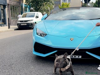 French Bulldog dogs Blue brindle boy with white crest - Advert 1