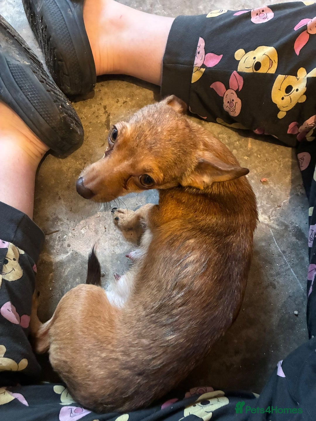 Chihuahua dogs for sale: Lily deer head chihuahua - Advert 6