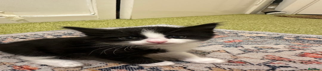 Binx