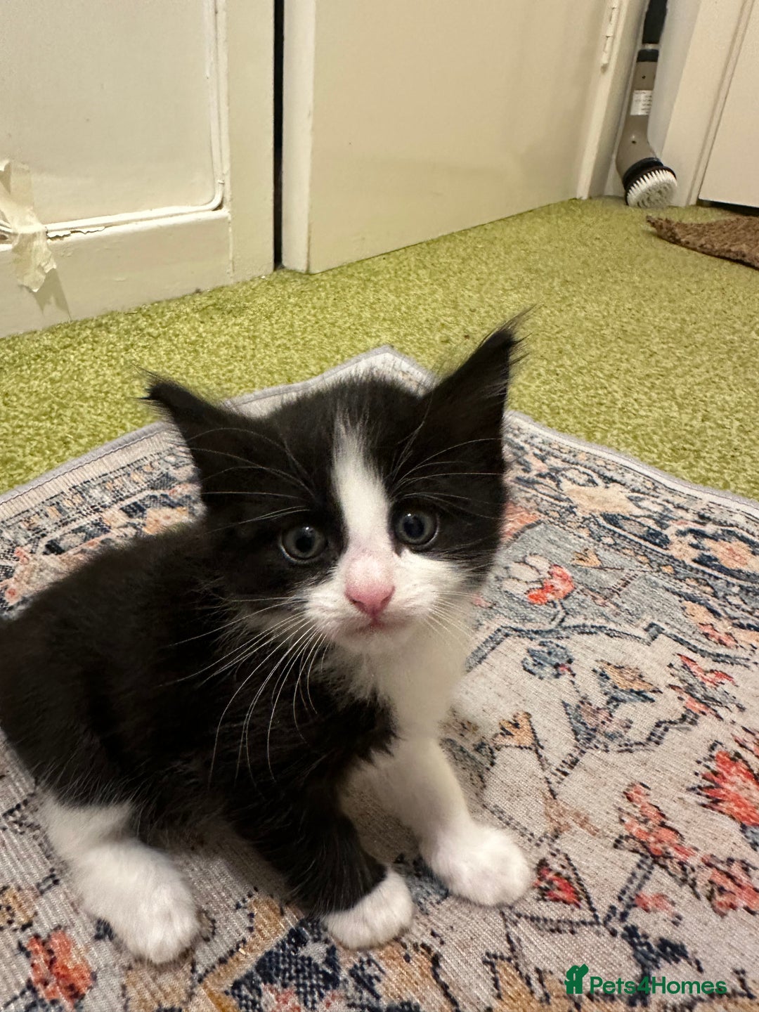 British Longhair cats for sale: Beautiful & playful kittens ready for new home - Image 24