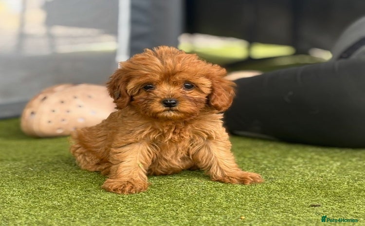 Cavapoo dogs - Advert 3