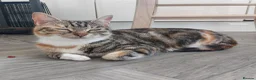 Mixed Breed cats for sale: Kittens in Truro - Advert 2