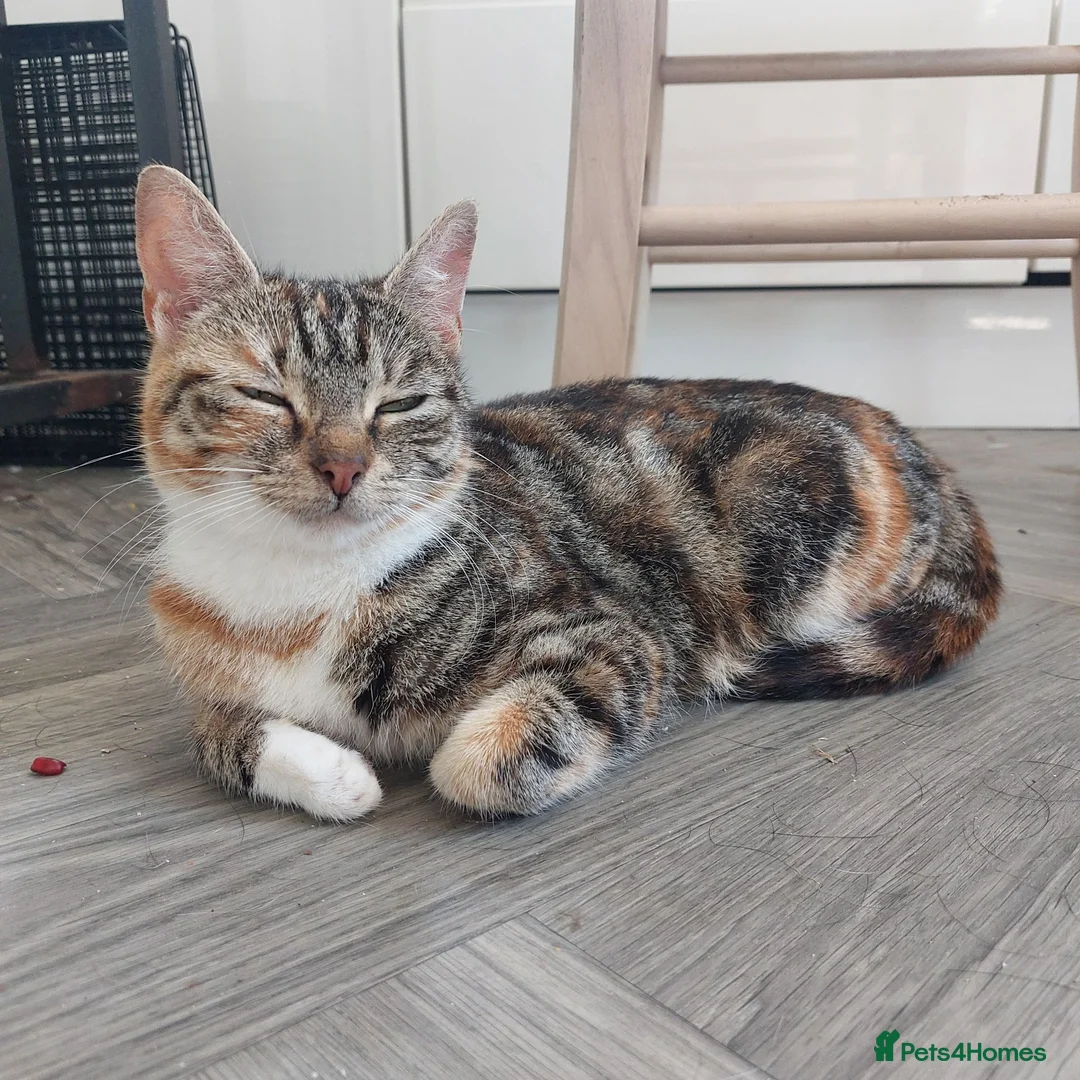 Mixed Breed cats for sale: Kittens in Truro - Advert 2