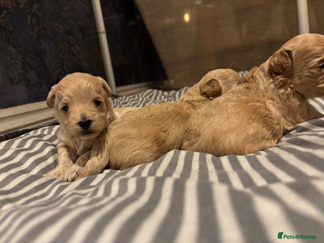 Maltipoo dogs for sale: Beautiful Maltipoo puppies for sale - Image 8