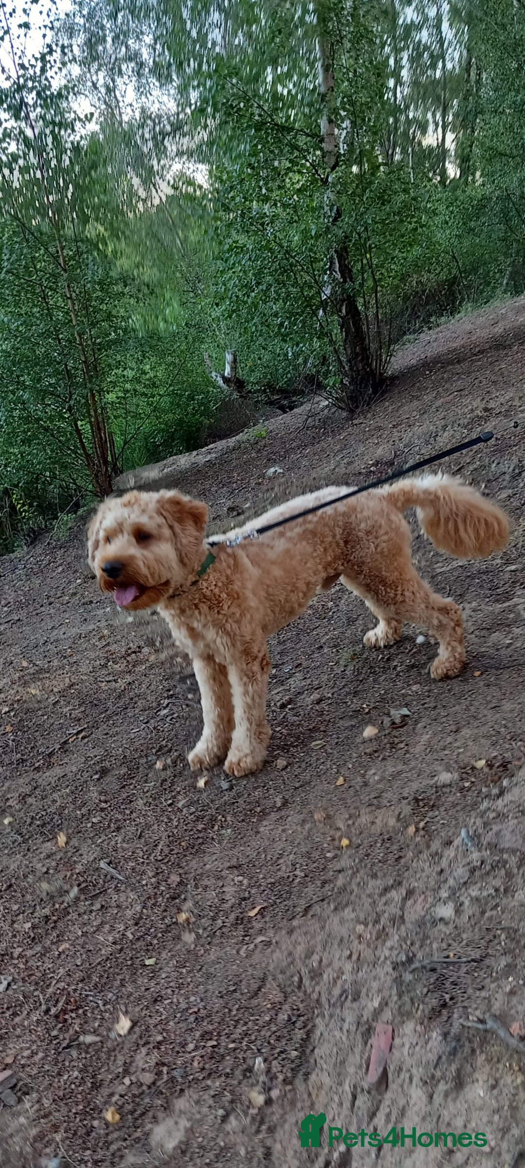 Cavapoo dogs for stud: Cavapoo F1B is ready for stud - Image 8