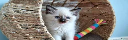 Ragdoll cats for sale: RAGDOLLS GIRL SEAL POINT BLUE EYES  - Advert 8