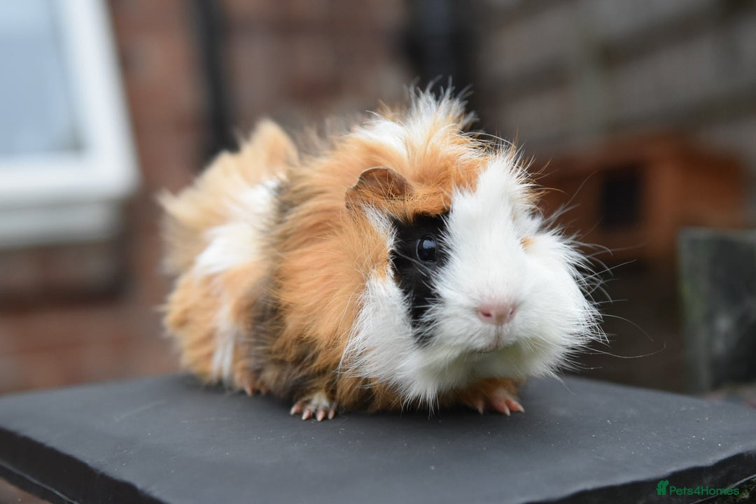 Guinea Pig rodents for sale: 9 Month Old Male Guinea Pigs Looking For Homes in Wigan - Image 4