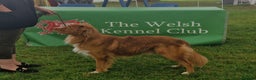 Nova Scotia Duck Tolling Retriever dogs for stud: Health Tested Toller/NSDTR Stud - Advert 8