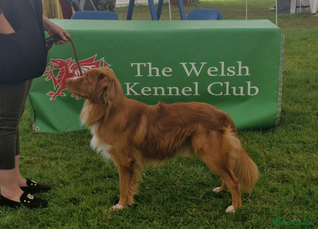 Nova Scotia Duck Tolling Retriever dogs for stud: Health Tested Toller/NSDTR Stud - Advert 8