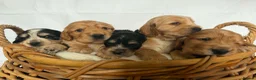 Cocker Spaniel dogs for sale: Cocker spaniel - Advert 6