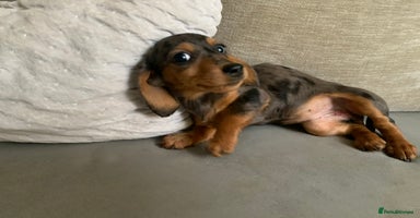 Miniature Dachshund dogs - Advert 11