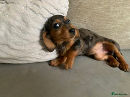 Miniature Dachshund dogs - Advert 11