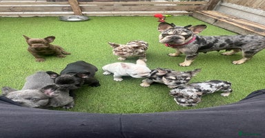 French Bulldog dogs - Advert 1