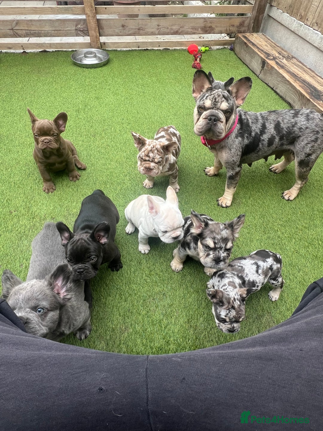 French Bulldog dogs for sale: French bulldog pups reduced what’s left now  - Image 6