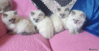Ragdoll cats - Advert 1