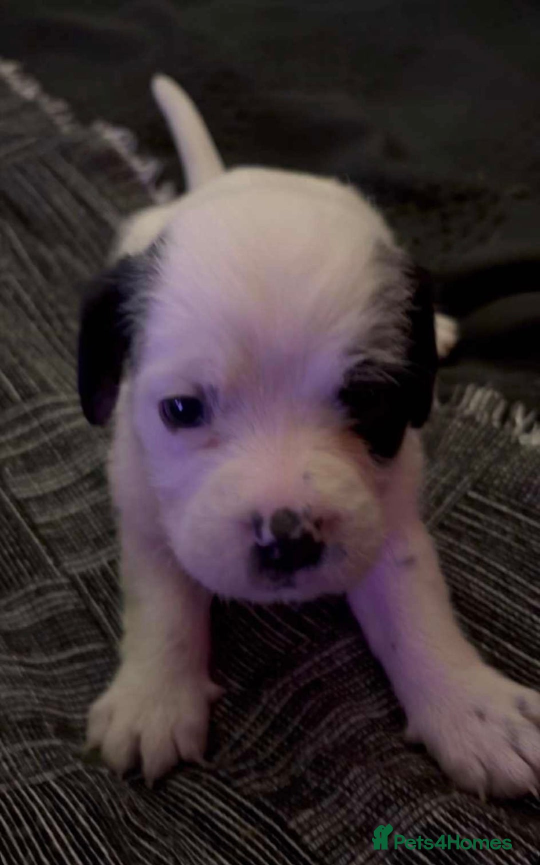 Mastiff dogs for sale: Mastiff puppies  - Image 7