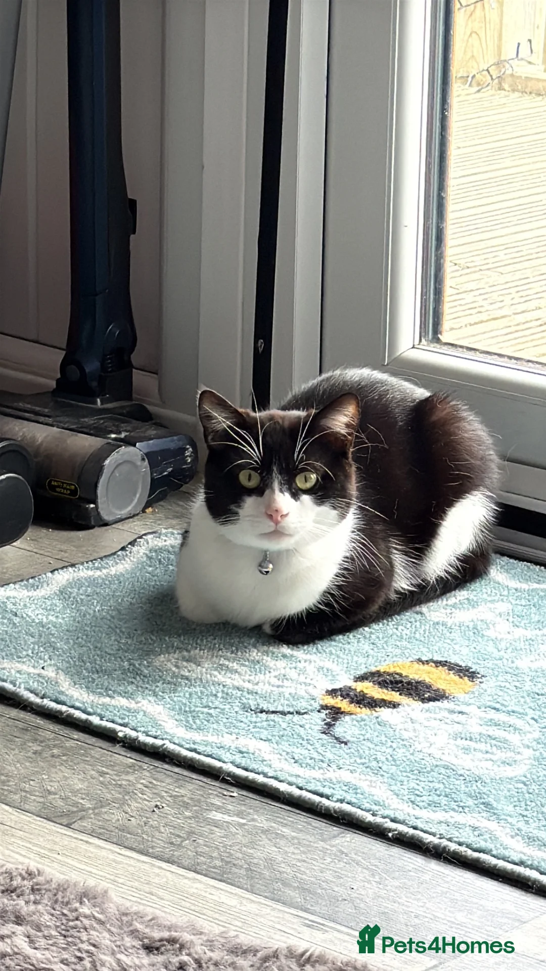 Mixed Breed cats for sale: Clive  - Advert 1
