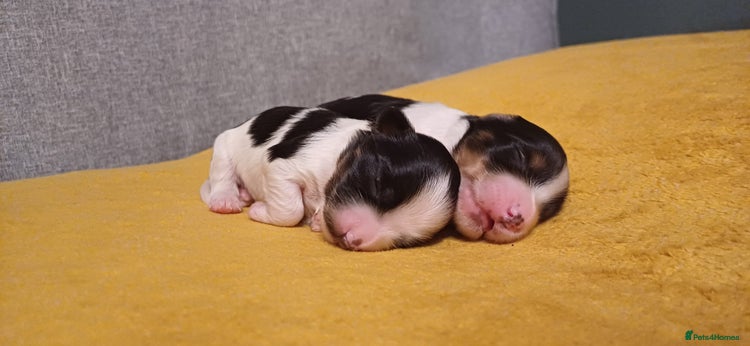 Mixed Breed dogs - Advert 1