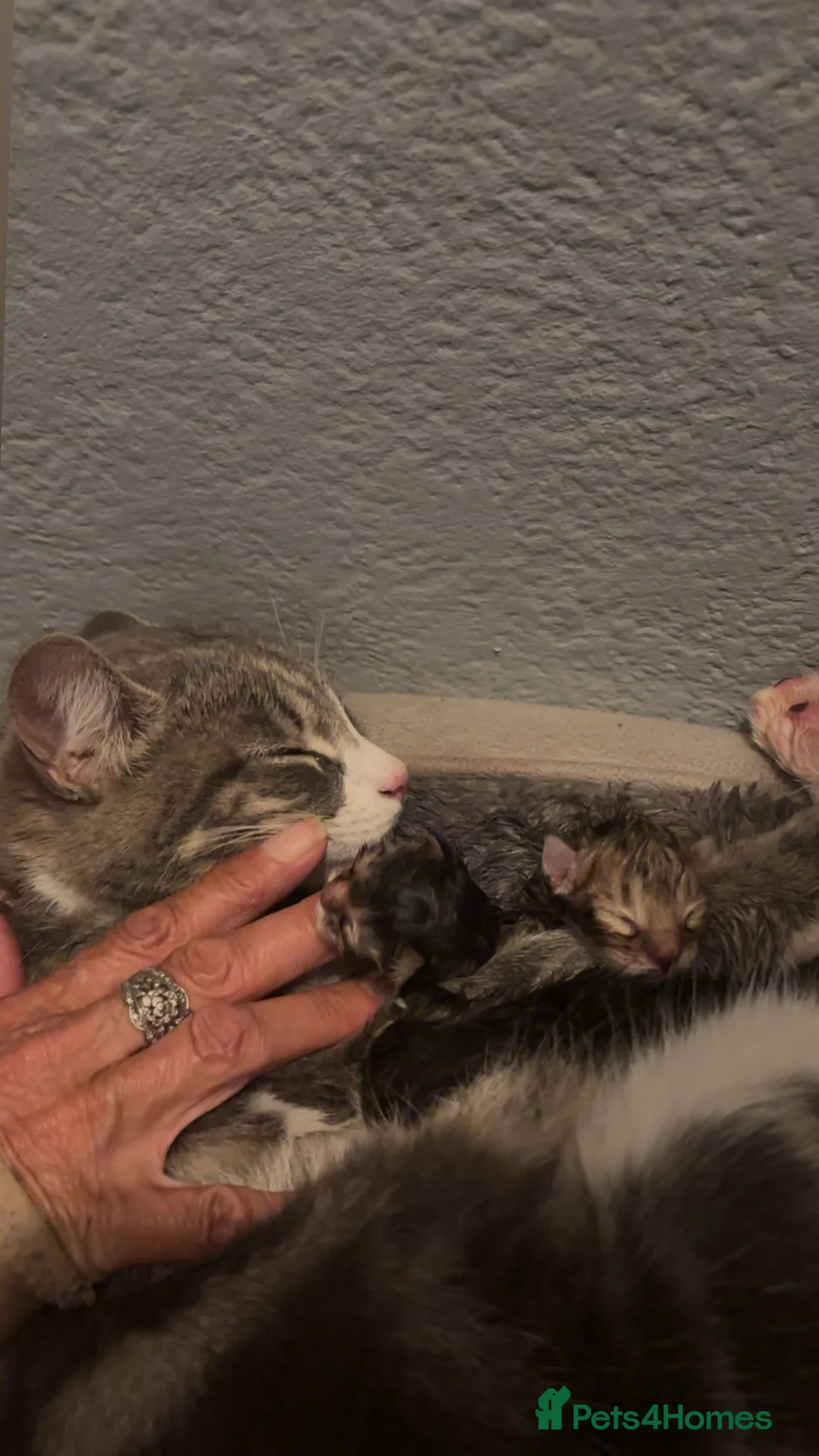 Mixed Breed cats for sale: Kittens for sale  - Advert 8