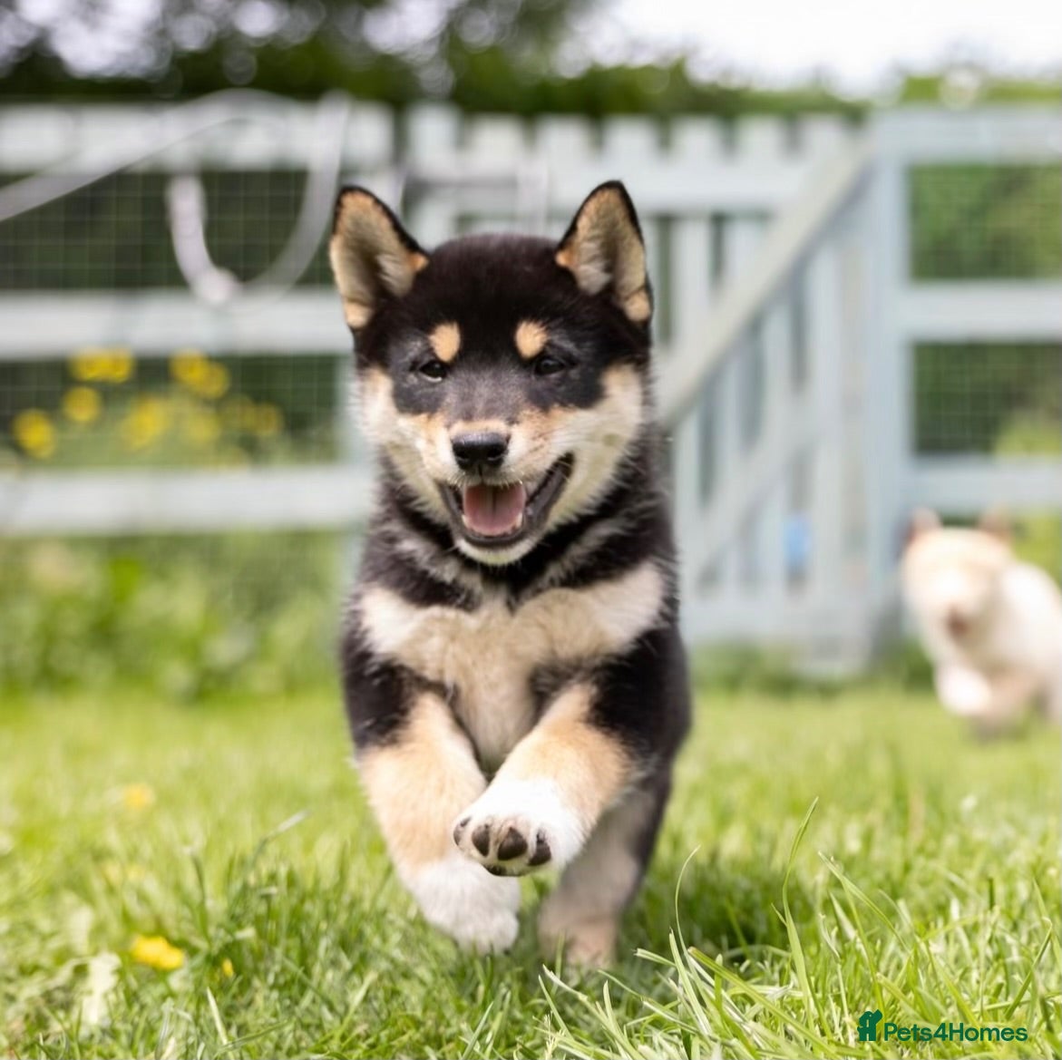Japanese Shiba Inu dogs Last two  Exclusive Japanese Shibas Puppies  🇯🇵 - Advert 8