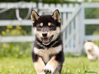 Japanese Shiba Inu dogs Last two Exclusive Japanese Shibas Puppies 🇯🇵 - Advert 8