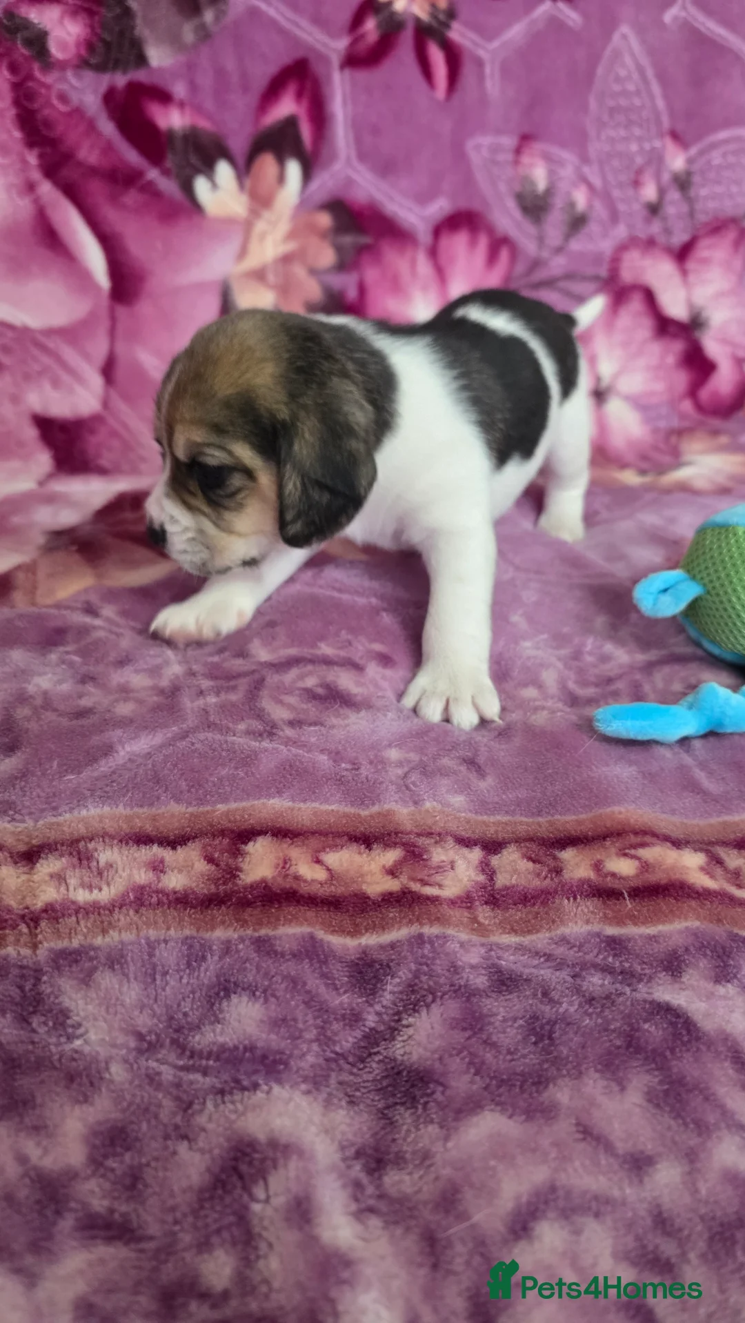 Beagle dogs for sale: Beautiful Beagle puppies looking for loving homes - Advert 14