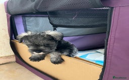 Miniature Schnauzer dogs for sale: miniature schnauzer puppy - Image 2