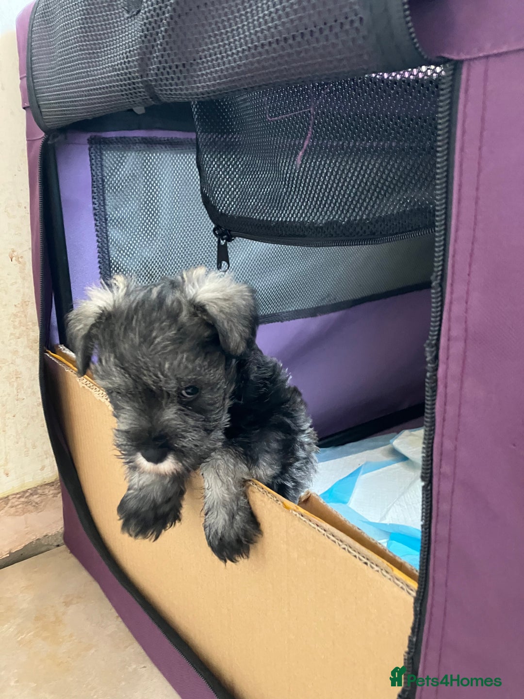Miniature Schnauzer dogs for sale: miniature schnauzer puppy - Image 2
