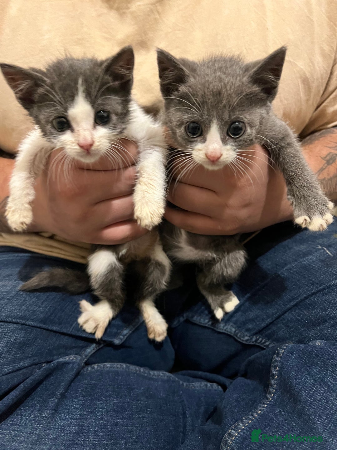 British Shorthair cats for sale: Stunning blue kittens  - Image 5