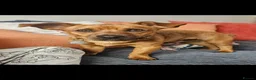 Jack Russell dogs for sale: Jack Russell - Advert 3