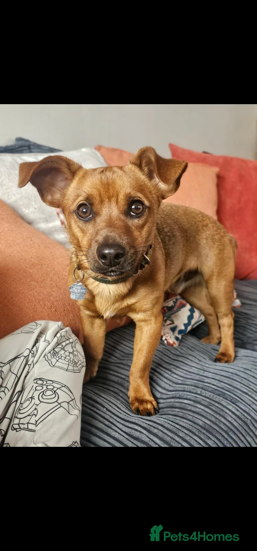 Jack Russell dogs for sale: Jack Russell - Advert 3