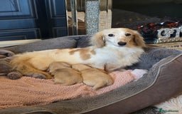 Miniature Dachshund dogs for sale: Cream miniature kc dachshund - Advert 4