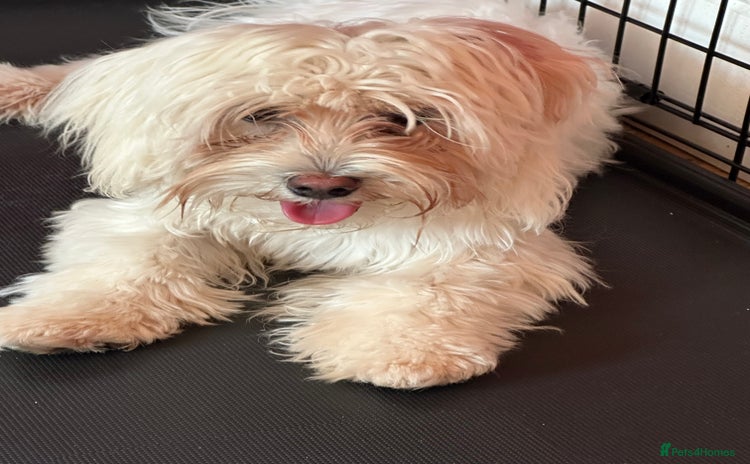 Bichon Frise dogs Two small Bichon Frise ready for their new home - Advert 11