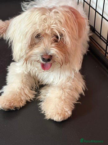 Bichon Frise dogs Two small Bichon Frise ready for their new home - Advert 11