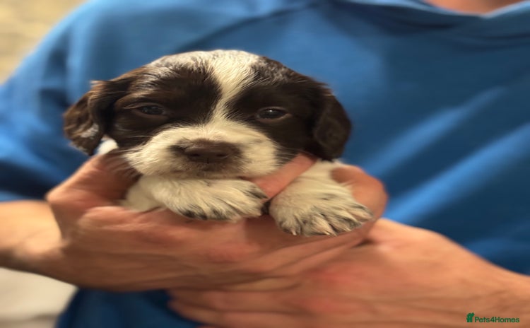 English Springer Spaniel dogs Springer spaniels for sale ONLY 1 GIRL LEFT!!!  - Advert 6