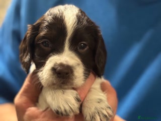 English Springer Spaniel dogs Springer spaniels for sale ONLY 1 GIRL LEFT!!! - Advert 2