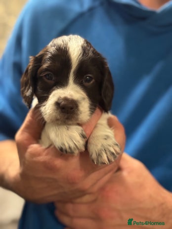 English Springer Spaniel dogs Springer spaniels for sale ONLY 1 GIRL LEFT!!! - Advert 6