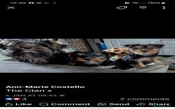 Yorkshire Terrier dogs for stud: Anmaco Romeo of Kalisto - Image 7