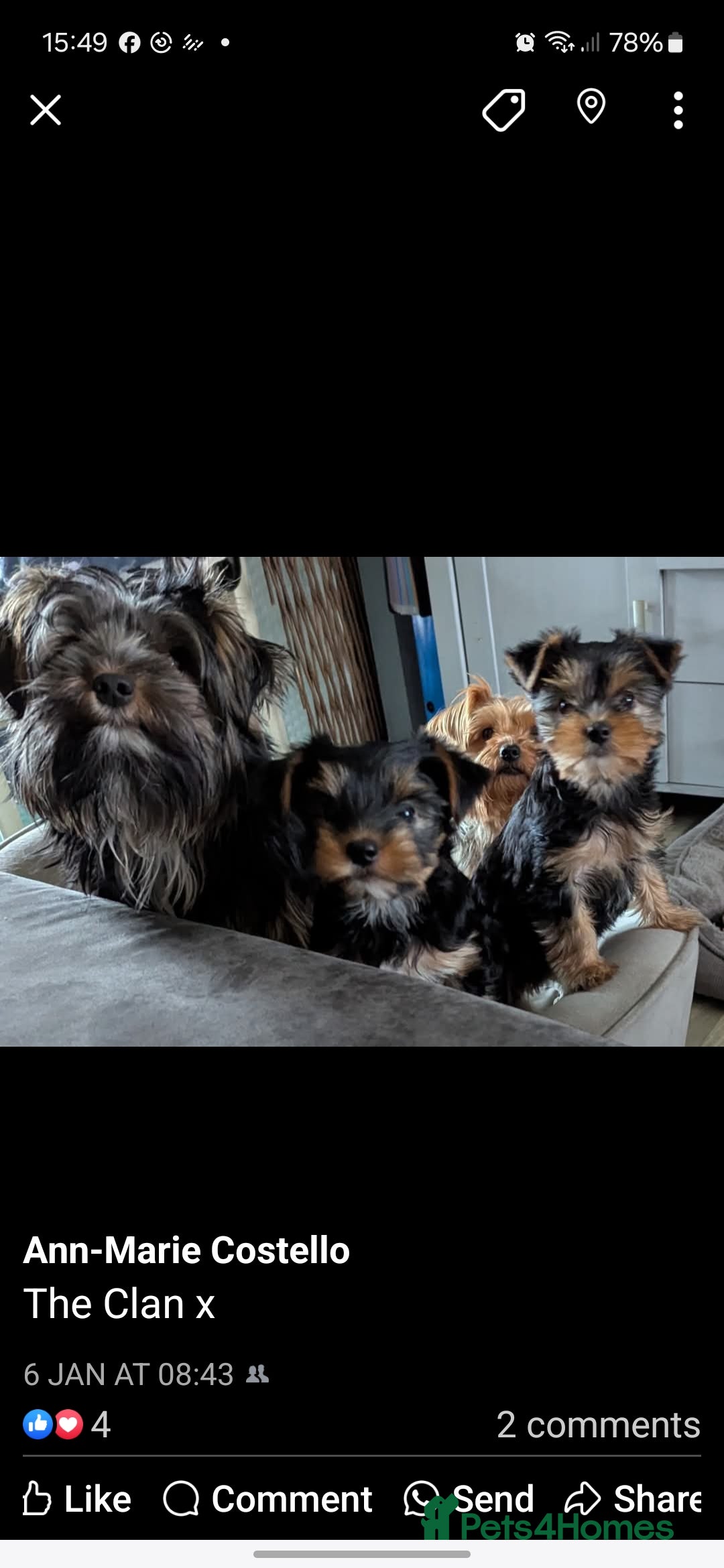 Yorkshire Terrier dogs for stud: Anmaco Romeo of Kalisto - Image 7