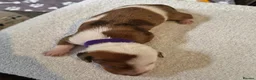 Miniature Dachshund dogs for sale: Miniature Dachshunds (short-haired) - Advert 19