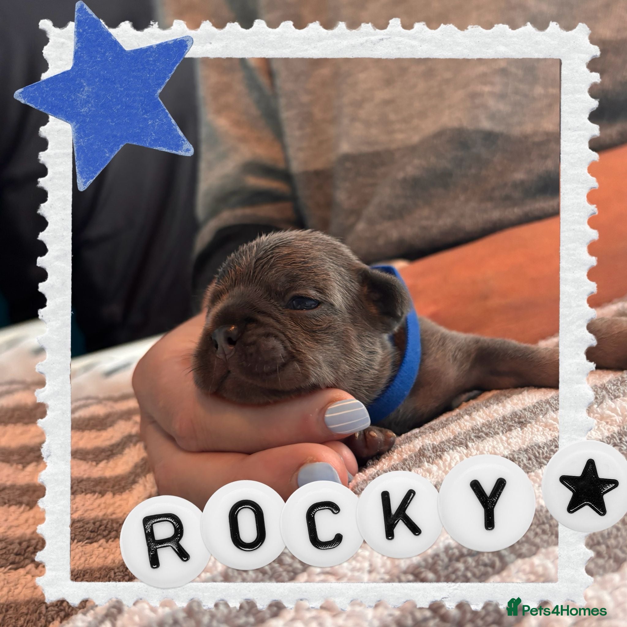 French Bulldog dogs French Bulldog puppies  - Advert 2