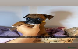 Boxer dogs for sale: Flashy boxer/red - natural bob tail/tail  - Image 13