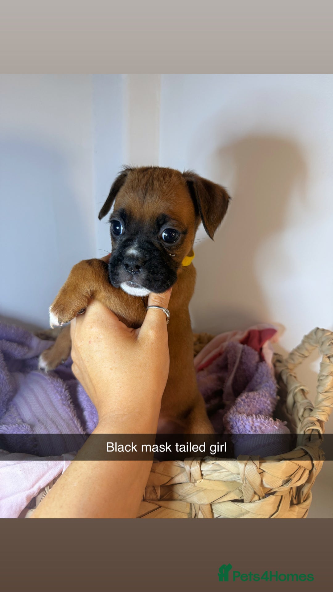 Boxer dogs for sale: Flashy boxer/red - natural bob tail/tail  - Image 13